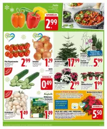 Gazetka promocyjna Edeka - Prospekte - Gazetka - ważna od 09.12 do 09.12.2024 - strona 5 - produkty: auto, Bau, beutel, bonduelle, champagne, champagner, champignon, champignons, deka, elle, erde, Garten, gurke, kräuter, mac, mini-rispentomaten, rispentomaten, rwe, salat, tee, Ti, tisch, tomate, tomaten, topf, Weihnachtsstern, Wild, zwiebel, zwiebeln