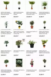 Gazetka promocyjna Obi - Prospekte - Gazetka - ważna od 23.08 do 23.08.2023 - strona 16 - produkty: Bau, citrus, dip, Garten, kokos, olive, oliven, Ti, topf