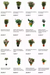 Gazetka promocyjna Obi - Prospekte - Gazetka - ważna od 23.08 do 23.08.2023 - strona 17 - produkty: apfel, citrus, dip, dipladenia, grana, granatapfel, lachs, olive, punica, Rana, sim, Ti, topf
