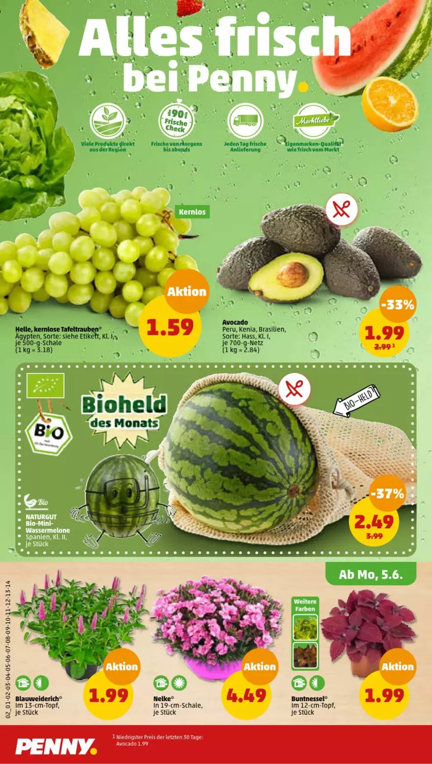 Aktueller Prospekt Penny - Prospekte - von 05.06 bis 10.06.2023 - strona 2 - produkty: avocado, bio, eis, elle, reis, Schal, Schale, tafeltrauben, Ti, topf, trauben, ZTE