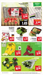 Gazetka promocyjna Marktkauf - Prospekt - Gazetka - ważna od 03.02 do 03.02.2024 - strona 9 - produkty: aktionspreis, ball, deka, eis, messer, nuss, pflaume, pflaumen, Pflaumen-Tomaten, reis, salat, tafeläpfel, Ti, tomate, tomaten, topf