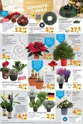 Gazetka promocyjna  - Gazetka - ważna od 30.11 do 30.11.2024 - strona 8 - produkty: Adventskranz, Bau, blume, Blüte, elle, Garten, globus fachmärkte, hipp, kerze, Kette, Kranz, kräuter, LED Lichterkette, led-licht, LG, lichterkette, messer, Mode, orchidee, orchideen, pflanze, Ria, ritter, rum, rwe, tee, Ti, tisch, topf, wasser, wassertank, Weihnachtsstern, ZTE