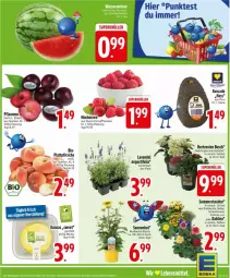 Gazetka promocyjna Edeka - Prospekte - Gazetka - ważna od 12.07 do 12.07.2025 - strona 9 - produkty: ananas, avocado, Becher, beere, beeren, bio, cosmea, dahlie, eier, himbeer, himbeere, himbeeren, hydrangea, Kraut, lavendel, mac, pfirsich, pfirsiche, plattpfirsiche, snack, stauden, Ti, topf