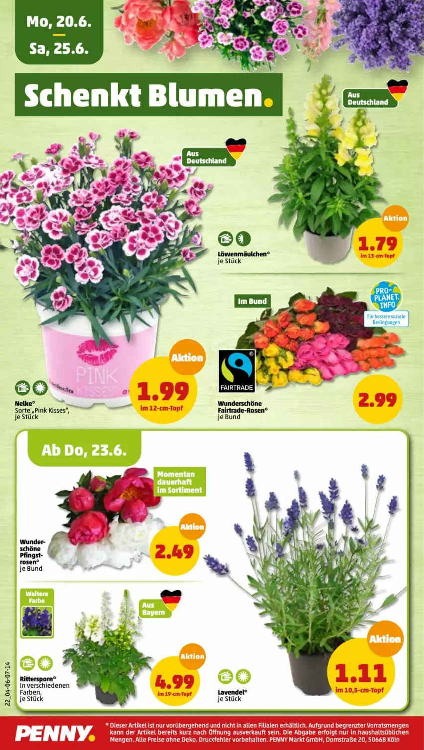 Aktueller Prospekt Penny - Prospekte - von 20.06 bis 25.06.2022 - strona 22 - produkty: lavendel, Mp3, ritter, rosen