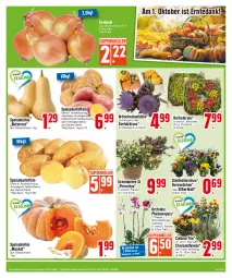 Gazetka promocyjna Edeka - Angebote der Woche - Gazetka - ważna od 30.09 do 30.09.2023 - strona 3 - produkty: Artischocken, beere, Blüte, butter, chrysanthemen, eis, kartoffel, kartoffeln, korb, Kranz, Kürbis, mehl, Mett, orchidee, phalaenopsis, reis, Ria, sac, Schal, Schmetterling, schmetterlingsorchidee, speisekartoffeln, Ti, tisch, topf, zwiebel, zwiebeln