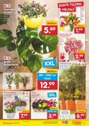 Gazetka promocyjna Netto Marken-Discount - Filial-Angebote - Gazetka - ważna od 04.03 do 04.03.2023 - strona 11 - produkty: angebot, bestpreis, blume, blumen, curry, eis, korb, Kraut, kräuter, pflanze, Primeln, reis, rosmarin, Ti, topf, ZTE