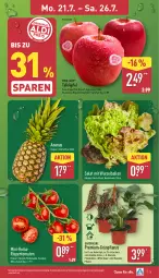 Gazetka promocyjna Aldi Nord - Von Montag - Gazetka - ważna od 26.07 do 26.07.2025 - strona 3 - produkty: ananas, ball, Blüte, Brei, Elan, gin, kulturtopf, LG, monster, Monstera, pflanze, Pink Lady, rispentomaten, salat, Schal, Schale, tafeläpfel, Ti, tomate, tomaten, topf, ZTE