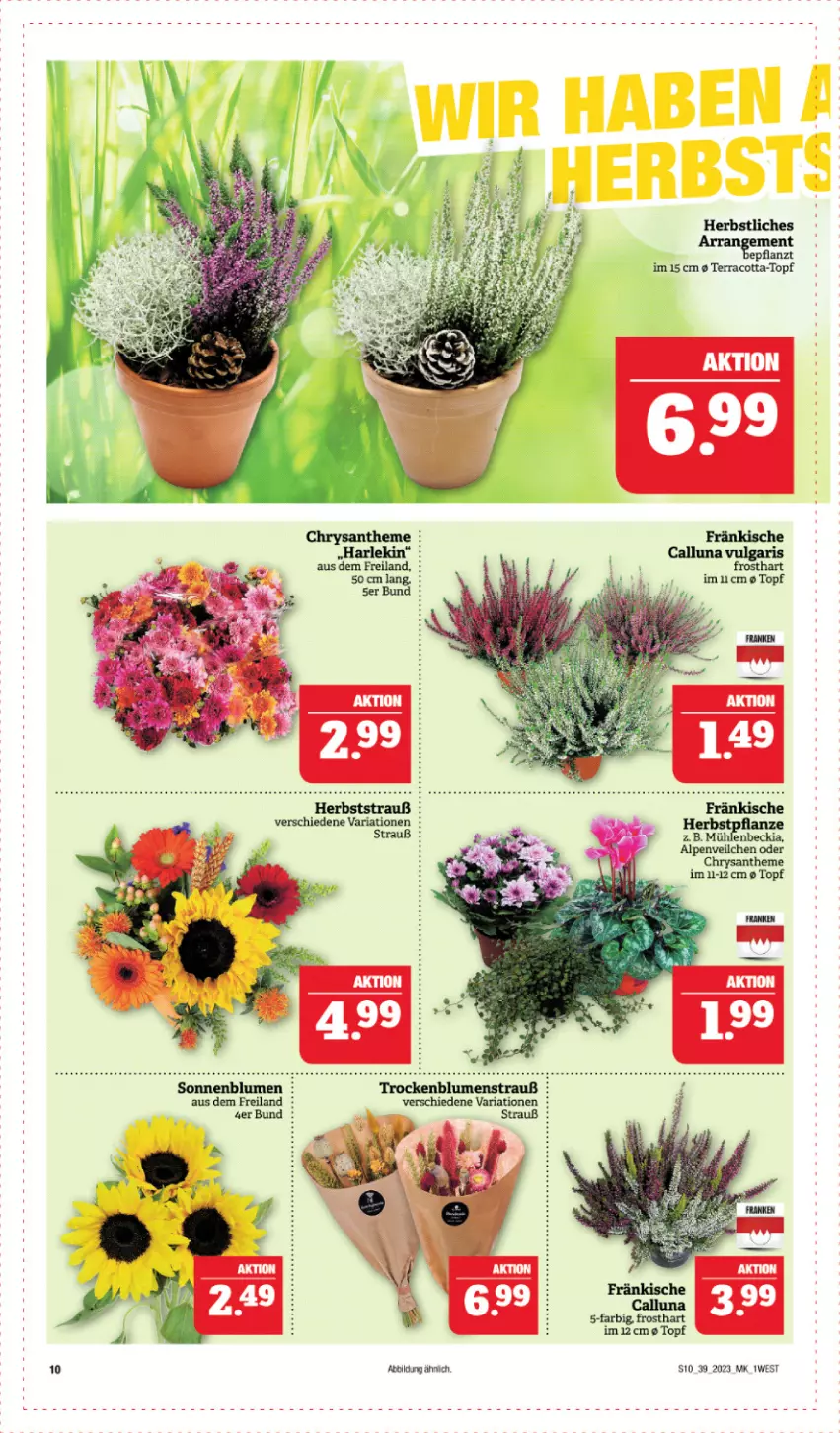 Aktueller Prospekt Edeka - Angebote der Woche - von 25.09 bis 30.09.2023 - strona 10 - produkty: Alpenveilchen, blume, blumen, Blumenstrauß, Ria, sonnenblume, sonnenblumen, Ti, topf