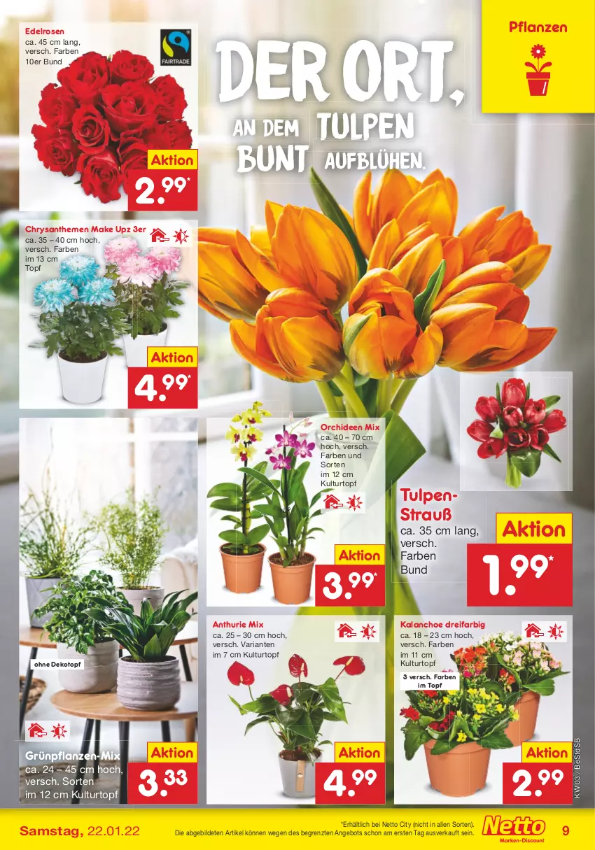 Aktueller Prospekt Netto Marken-Discount - Filial-Angebote - von 17.01 bis 22.01.2022 - strona 9 - produkty: angebot, chrysanthemen, Grünpflanzen, Kalanchoe, kulturtopf, make up, orchidee, orchideen, pflanze, pflanzen, Ria, rosen, Ti, topf, ZTE