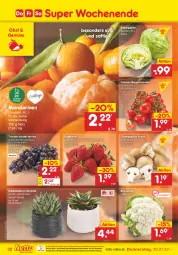 Gazetka promocyjna Netto Marken-Discount - Filial-Angebote - Gazetka - ważna od 22.01 do 22.01.2022 - strona 32 - produkty: asti, beere, beeren, blume, blumen, blumenkohl, braun, champignon, champignons, champignons braun, cocktail, eis, eisbergsalat, ente, erdbeere, erdbeeren, mandarine, mandarinen, ndk, obst, reis, rispentomaten, saft, salat, Schal, Schale, Sukkulente, Ti, tomate, tomaten, topf, trauben, versandkostenfrei