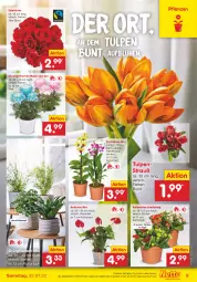 Gazetka promocyjna Netto Marken-Discount - Filial-Angebote - Gazetka - ważna od 22.01 do 22.01.2022 - strona 9 - produkty: angebot, chrysanthemen, Grünpflanzen, Kalanchoe, kulturtopf, make up, orchidee, orchideen, pflanze, pflanzen, Ria, rosen, Ti, topf, ZTE