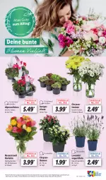 Gazetka promocyjna Lidl - Aktionsprospekt - Gazetka - ważna od 02.09 do 02.09.2023 - strona 23 - produkty: Alpenveilchen, angebot, eis, lavendel, pflanze, pflanzen, reis, rosen, Rosenstrauß, Ti, topf, ZTE