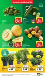 Gazetka promocyjna Lidl - Aktionsprospekt - Gazetka - ważna od 02.09 do 02.09.2023 - strona 3 - produkty: bio, bioland, discount, eis, Elan, galiamelone, gurke, gurken, kiwi, Kiwi Gold, melone, pflanze, pflanzen, reis, salat, Ti, topf