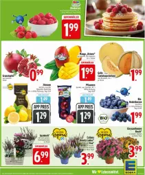 Gazetka promocyjna Edeka - Prospekte - Gazetka - ważna od 18.10 do 18.10.2025 - strona 5 - produkty: apfel, beere, beeren, chrysanthemen, eis, grana, granatapfel, heidelbeere, heidelbeeren, korb, mango, melone, nuss, pflanze, pflanzen, pflaume, pflaumen, Rana, reis, tee, topf, zitrone, zitronen