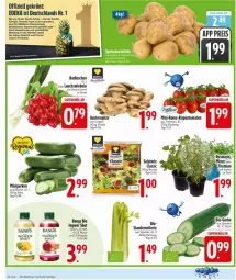 Gazetka promocyjna Edeka - Prospekte - Gazetka - ważna od 28.03 do 28.03.2026 - strona 4 - produkty: aust, Austern, bio, deka, eis, elle, ente, flasche, gin, gurke, gurken, ingwer, Lauchzwiebel, lauchzwiebeln, pilze, reis, rispentomaten, salat, Salatmix, Schal, Schale, stauden, tomate, tomaten, zwiebel, zwiebeln
