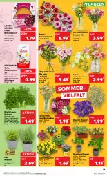 Gazetka promocyjna Kaufland - Prospekt - Gazetka - ważna od 29.05 do 29.05.2024 - strona 19 - produkty: angebot, angebote, blume, blumen, chrysanthemen, früchte, gelierzucker, Germ, Koriander, korn, kräuter, lieken, minze, petersilie, pflanze, pflanzen, Ria, rosen, schnittlauch, südzucker, Ti, topf, und gemüse, urkorn, Vase, Zelt, zucker