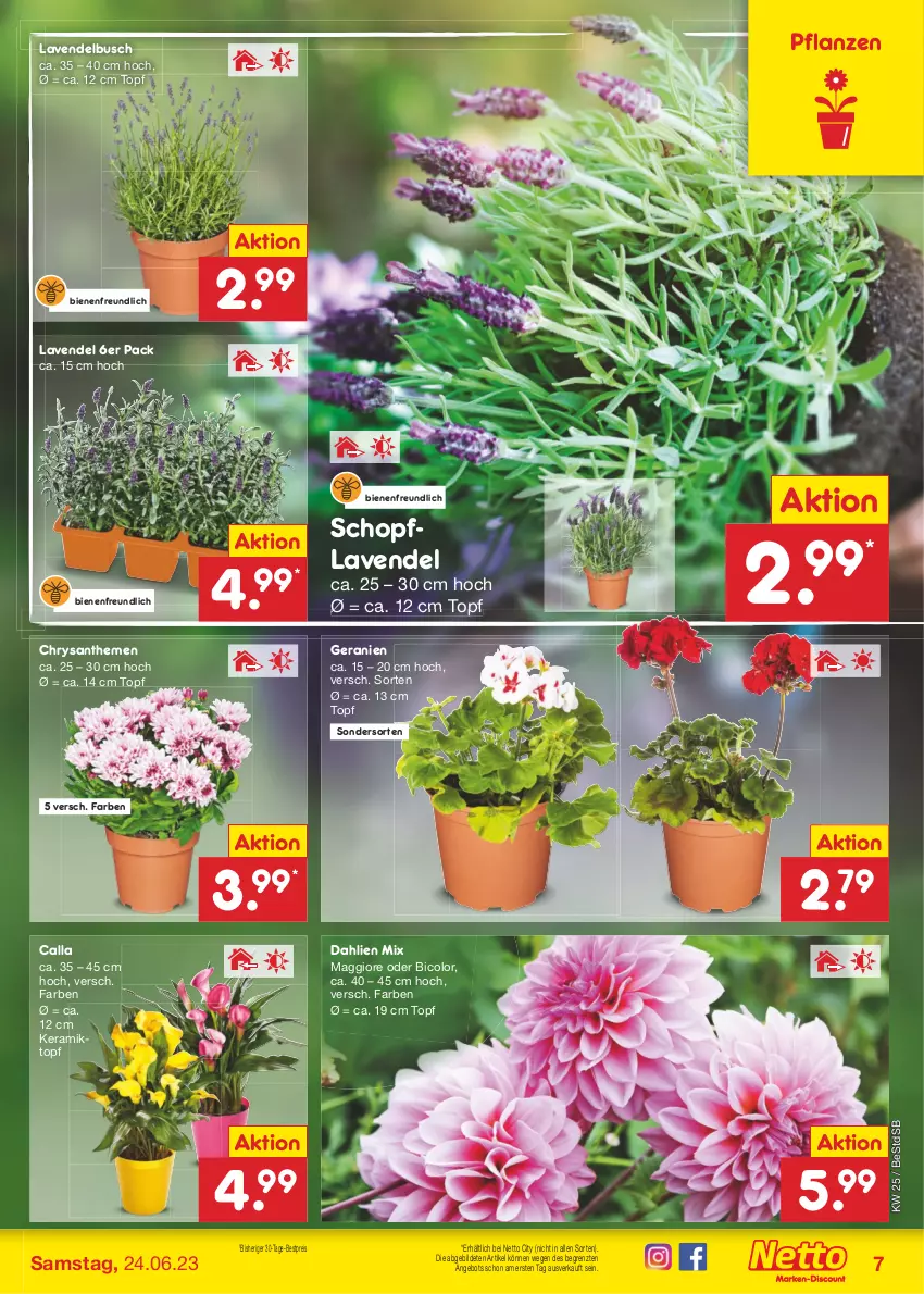 Aktueller Prospekt Netto Marken-Discount - Filial-Angebote - von 19.06 bis 24.06.2023 - strona 7 - produkty: angebot, bestpreis, chrysanthemen, dahlie, eis, geranie, geranien, lavendel, maggi, pflanze, pflanzen, reis, Ti, topf, ZTE