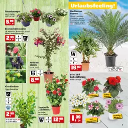 Gazetka promocyjna Thomas Philipps - Prospektwerbung - Gazetka - ważna od 07.05 do 07.05.2022 - strona 5 - produkty: balkonpflanzen, beere, beeren, brombeere, brombeeren, dip, dipladenia, hama, himbeer, himbeere, himbeeren, johannisbeere, Johannisbeeren, kirsch, obst, pflanze, pflanzen, topf