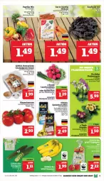 Gazetka promocyjna Marktkauf - Prospekt - Gazetka - ważna od 13.01 do 13.01.2024 - strona 13 - produkty: bio, braun, champignon, champignons, champignons braun, deka, edeka bio, eis, gurke, kartoffel, kartoffeln, kopfsalat, Lauchzwiebel, lauchzwiebeln, LG, möhren, paprika, paprika mix, radieschen, reis, rispentomaten, salat, Salatgurke, speisekartoffeln, Ti, tomate, tomaten, ZTE, zwiebel, zwiebeln