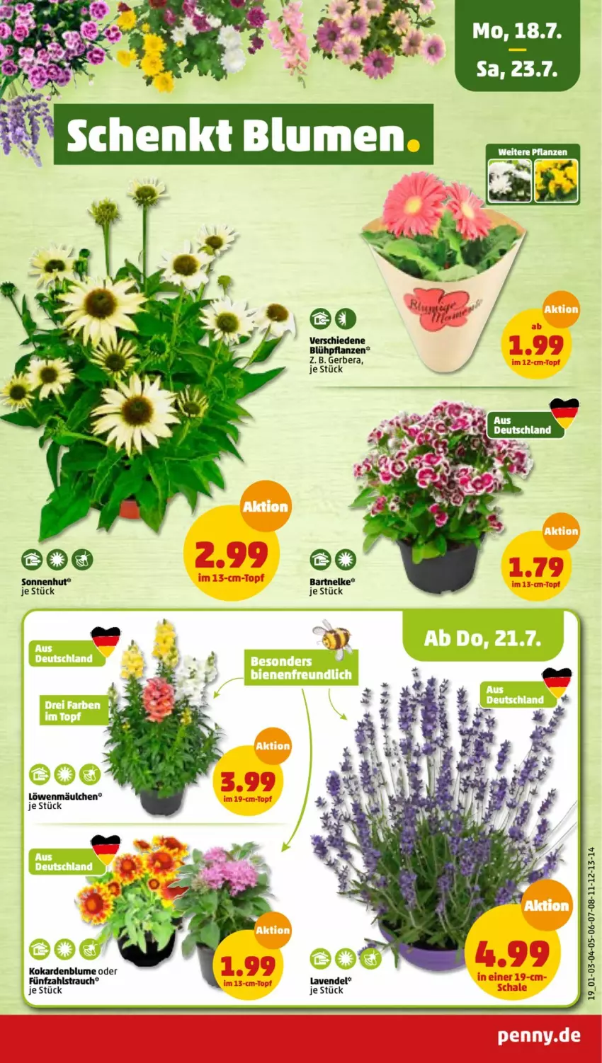 Aktueller Prospekt Penny - Prospekte - von 18.07 bis 23.07.2022 - strona 19 - produkty: blume, Gerber, HP, lavendel, pflanze, pflanzen, Rauch