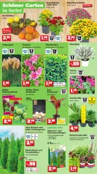 Gazetka promocyjna Thomas Philipps - Prospektwerbung - Gazetka - ważna od 10.09 do 10.09.2022 - strona 6 - produkty: ACC, banane, Bau, beere, beeren, Behälter, blume, blumen, blumenerde, cin, Container, dünger, eis, erde, flieder, Garten, haselnuss, heckenschere, heidelbeere, heidelbeeren, heinz, Heu, kirsch, kirsche, knoblauch, korn, Kugel, Kürbis, lachs, likör, mac, Mantel, nuss, obst, pflanze, pflanzen, pflanzerde, Rauch, reis, rel, Ria, rind, rinder, rosen, sac, Schere, Spaten, stauden, Ti, topf, usb, vita, vorteilspreis, walnuss, wasser, zwiebel, zwiebeln