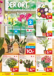 Gazetka promocyjna Netto Marken-Discount - Filial-Angebote - Gazetka - ważna od 20.08 do 20.08.2022 - strona 24 - produkty: aloe vera, bestpreis, Blüte, chrysanthemen, eis, hortensie, Mett, ndk, orchidee, reis, Ria, rosen, Schal, Schale, Schmetterling, schmetterlingsorchidee, Ti, topf, versandkostenfrei