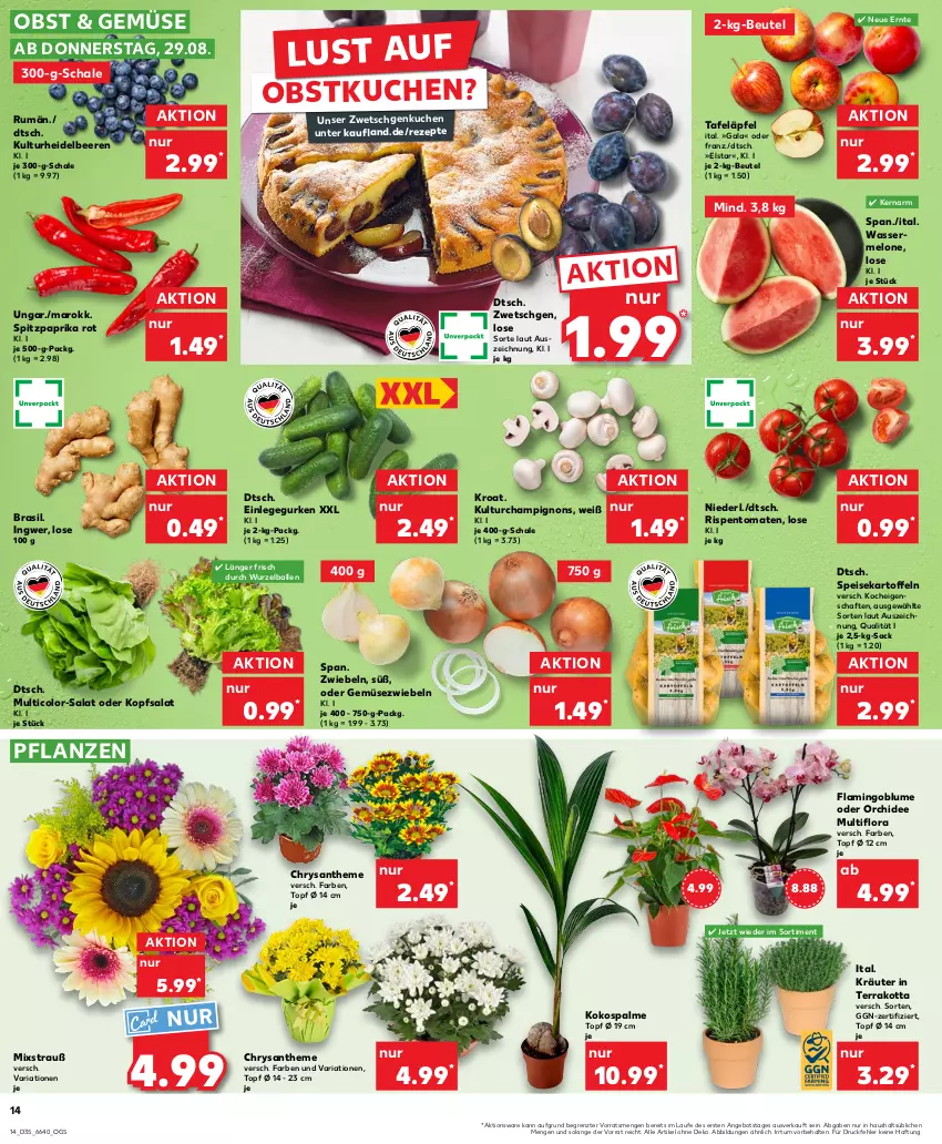 Aktueller Prospekt Kaufland - Prospekt - von 29.08 bis 04.09.2024 - strona 14 - produkty: angebot, ball, beere, beeren, beutel, blume, champignon, champignons, eis, Gemüsezwiebel, gurke, gurken, heidelbeere, heidelbeeren, ingwer, kartoffel, kartoffeln, kokos, kopfsalat, kräuter, kuchen, melone, obst, orchidee, paprika, paprika rot, pflanze, pflanzen, rezept, rezepte, Ria, rispentomaten, rum, sac, salat, Schal, Schale, speisekartoffeln, Spitzpaprika, tafeläpfel, Ti, tomate, tomaten, topf, topf ø 12 cm, wasser, ZTE, zwiebel, zwiebeln