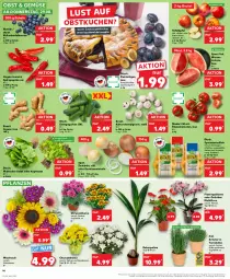 Gazetka promocyjna Kaufland - Prospekt - Gazetka - ważna od 04.09 do 04.09.2024 - strona 14 - produkty: angebot, ball, beere, beeren, beutel, blume, champignon, champignons, eis, Gemüsezwiebel, gurke, gurken, heidelbeere, heidelbeeren, ingwer, kartoffel, kartoffeln, kokos, kopfsalat, kräuter, kuchen, melone, obst, orchidee, paprika, paprika rot, pflanze, pflanzen, rezept, rezepte, Ria, rispentomaten, rum, sac, salat, Schal, Schale, speisekartoffeln, Spitzpaprika, tafeläpfel, Ti, tomate, tomaten, topf, topf ø 12 cm, wasser, ZTE, zwiebel, zwiebeln