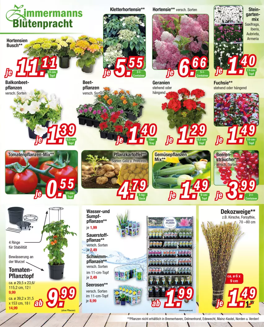 Aktueller Prospekt Zimmermann - Prospekte - von 04.04.2021 bis 09.04.2022 - strona 11 - produkty: auer, Blüte, brie, Dekozweig, eis, erde, Garten, geranie, geranien, hortensie, hortensien, kirsch, kirsche, pflanze, pflanzen, Pflanztopf, Ria, ring, rosen, topf, wasser