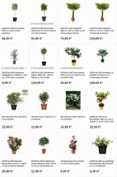 Gazetka promocyjna Obi - Prospekte - Gazetka - ważna od 16.08 do 16.08.2023 - strona 16 - produkty: Bau, citrus, dip, Garten, olive, oliven, Ti, topf