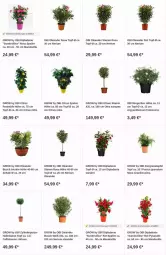 Gazetka promocyjna Obi - Prospekte - Gazetka - ważna od 16.08 do 16.08.2023 - strona 18 - produkty: apfel, citrus, dip, dipladenia, grana, granatapfel, olive, oliven, punica, Rana, Schal, Schale, sim, Ti, topf