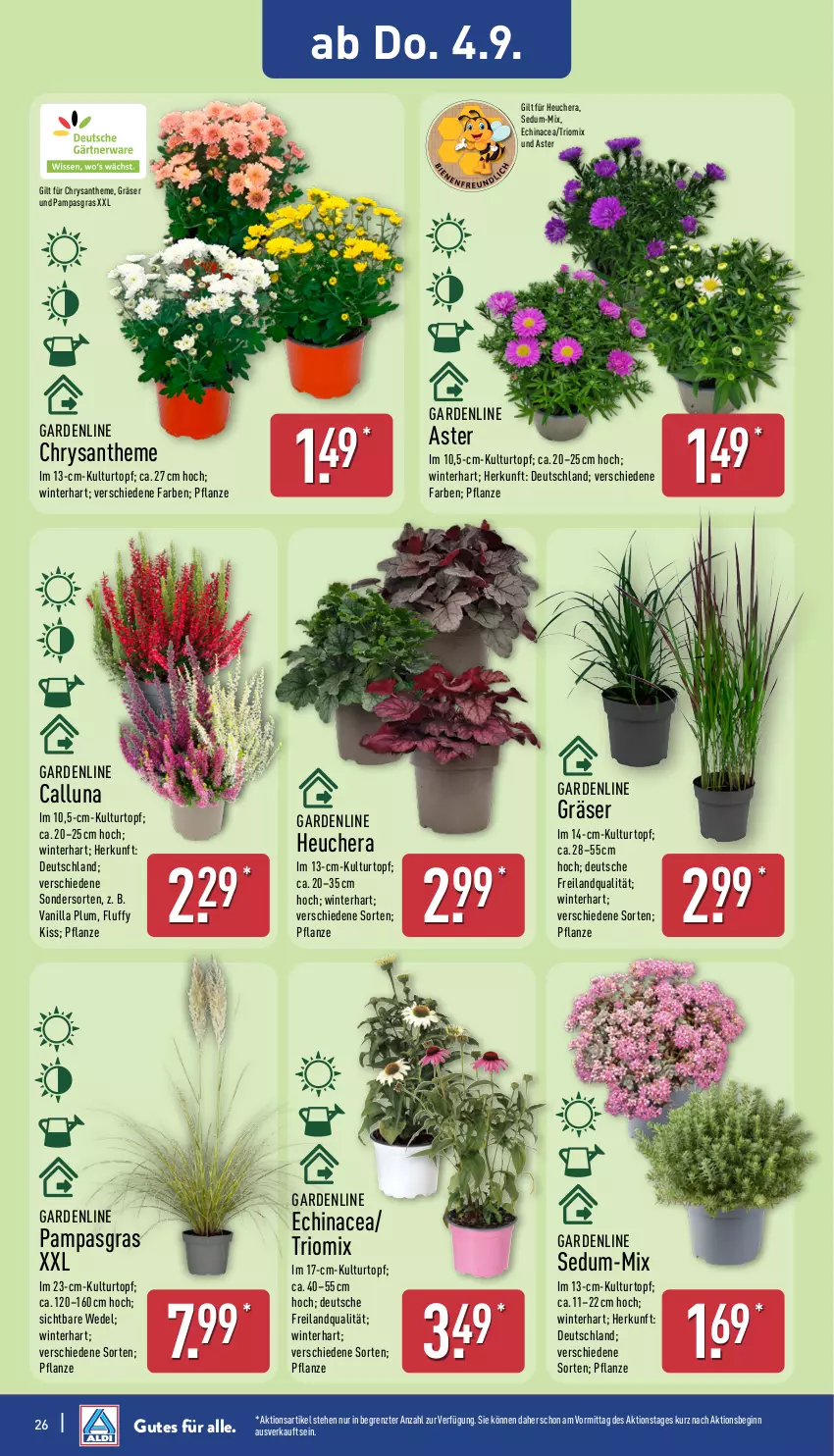 Aktueller Prospekt Aldi Nord - Von Montag - von 01.09 bis 06.09.2025 - strona 26 - produkty: Blüte, Brei, Echinacea, gin, Heu, kulturtopf, pflanze, Ti, topf, wedel, ZTE
