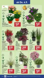 Gazetka promocyjna Aldi Nord - Von Montag - Gazetka - ważna od 06.09 do 06.09.2025 - strona 26 - produkty: Blüte, Brei, Echinacea, gin, Heu, kulturtopf, pflanze, Ti, topf, wedel, ZTE