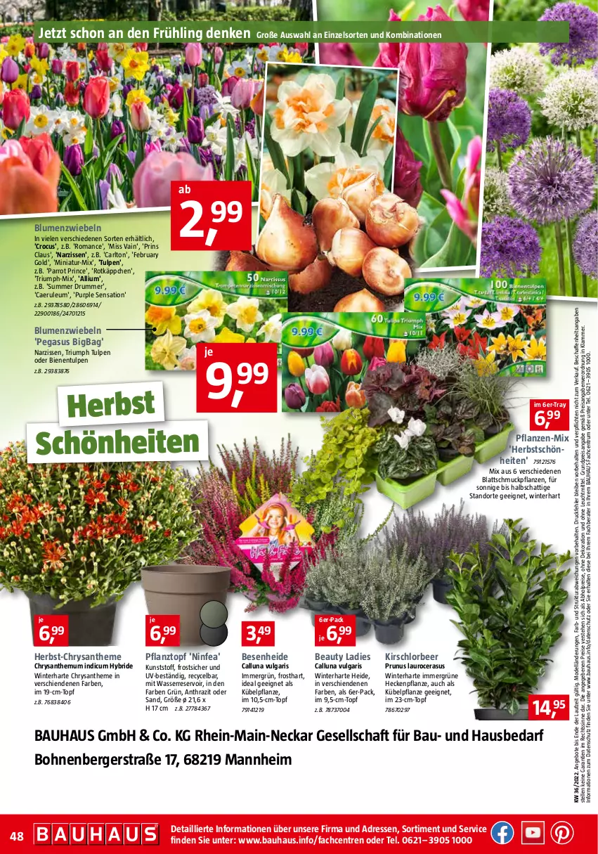 Aktueller Prospekt Bauhaus - Prospekte - von 03.09 bis 01.10.2022 - strona 48 - produkty: abholpreise, angebot, angebote, asus, Bau, Berger, blume, blumen, bohne, bohnen, dekoration, dell, eis, elle, kirsch, lamm, leuchtmittel, LG, Mode, Narzissen, pflanze, pflanzen, Pflanztopf, reis, rotkäppchen, rum, Schmuck, Ti, topf, triumph, usb, wasser, zwiebel, zwiebeln