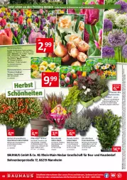 Gazetka promocyjna Bauhaus - Prospekte - Gazetka - ważna od 01.10 do 01.10.2022 - strona 48 - produkty: abholpreise, angebot, angebote, asus, Bau, Berger, blume, blumen, bohne, bohnen, dekoration, dell, eis, elle, kirsch, lamm, leuchtmittel, LG, Mode, Narzissen, pflanze, pflanzen, Pflanztopf, reis, rotkäppchen, rum, Schmuck, Ti, topf, triumph, usb, wasser, zwiebel, zwiebeln