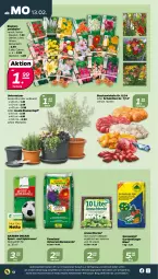 Gazetka promocyjna Netto - Woche 7 - Gazetka - ważna od 18.02 do 18.02.2023 - strona 12 - produkty: auer, blume, blumen, blumenerde, dahlie, dünger, erde, Garten, Gladiolen, pflanze, pflanzen, rasen, Schal, Schalotte, Sport, stauden, Ti, topf, Untersetzer, wasser, ZTE, zwiebel, zwiebeln