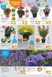 Gazetka promocyjna  - Gazetka - ważna od 10.08 do 10.08.2024 - strona 2 - produkty: Alpenveilchen, ball, blume, Blüte, chrysanthemen, dip, Garten, hortensie, hydrangea, hydrangea macrophylla, kissen, lavendel, mac, pflanze, rosen, Ti, topf