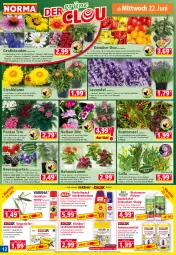 Gazetka promocyjna Norma - Norma - Gazetka - ważna od 27.06 do 27.06.2022 - strona 12 - produkty: beere, beeren, bio, biozidprodukte, blume, Blüte, brombeere, chia, eis, ente, flasche, früchte, Garten, heidelbeere, himbeer, himbeere, insektenschutz, kleid, kleider, kulturtopf, lavendel, Liege, Mottenfalle, orange, oreo, paprika, peperoni, Peroni, pflanze, Rauch, rezept, ritter, rwe, sekt, sim, stauden, Strohblume, Ti, tisch, tomate, tomaten, topf, übertopf