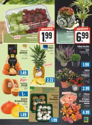 Gazetka promocyjna E Center - Angebote der Woche - Gazetka - ważna od 30.09 do 30.09.2023 - strona 7 - produkty: beere, bio, eis, jumbo, kiwi, Kiwi Gold, kiwifruit, Kürbis, mandarine, mandarinen, Ria, rosen, Ti, topf