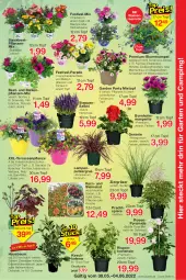 Gazetka promocyjna Jawoll - Prospekte - Gazetka - ważna od 04.06 do 04.06.2022 - strona 7 - produkty: apfel, asti, balkonpflanzen, Bau, beetpflanzen, blume, blumen, Blumenampel, Blüte, calibrachoa, Container, eis, erbsen, Garten, geranie, hortensie, kirsch, kirsche, Kraut, Lampe, obst, Pelargonium, petunie, pflanze, pflanzen, pflaume, Rauch, reis, rosen, rum, Ti, topf, usb, vita, wasser, zauberglöckchen