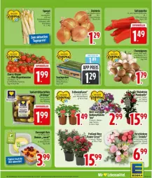 Gazetka promocyjna Edeka - Prospekte - Gazetka - ważna od 16.05 do 16.05.2026 - strona 5 - produkty: ananas, balkonpflanzen, Becher, beere, braun, champignon, champignons, deka, dip, dipladenia, eis, erdbeere, Erdbeerpflanze, Frühkartoffeln, gurke, gurken, K2, kartoffel, kartoffeln, mango, mini-rispentomaten, paprika, paprika rot, Pfingstrosen, pflanze, pflanzen, rispentomaten, rosen, snack, spargel, speisefrühkartoffeln, Spitzpaprika, tomate, tomaten, topf, zwiebel, zwiebeln