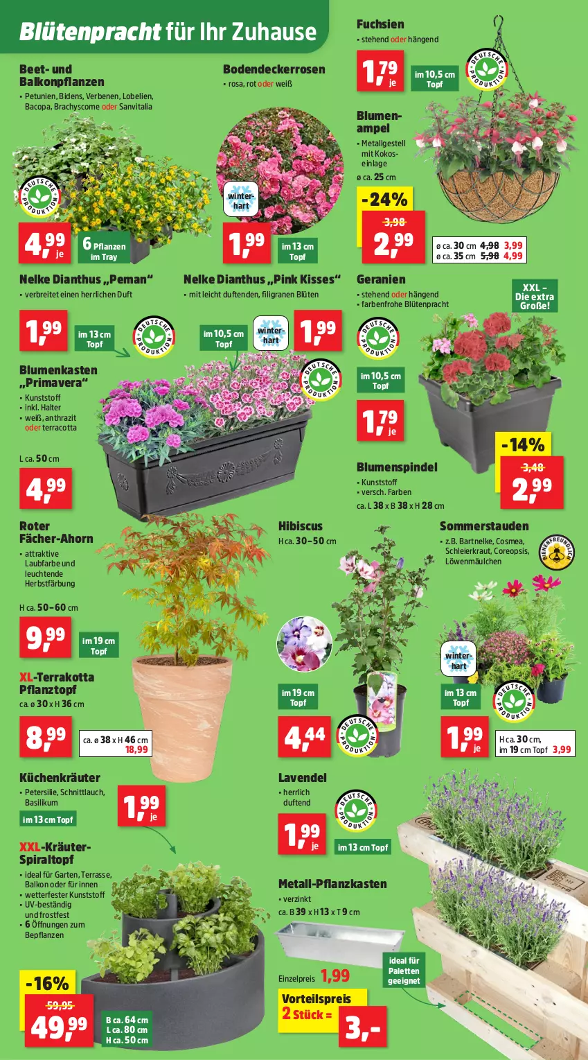 Aktueller Prospekt Thomas Philipps - von 02.06 bis 07.06.2025 - strona 3 - produkty: balkonpflanzen, basilikum, blume, blumen, Blumenampel, Blüte, Brei, cosmea, decke, eier, eis, Garten, geranie, geranien, kokos, Kraut, kräuter, küche, Küchen, lavendel, Leuchte, leuchten, LG, Lobelie, oreo, Palette, petersilie, petunie, petunien, pflanze, pflanzen, Pflanzkasten, Pflanztopf, reis, rosen, schnittlauch, stauden, Ti, topf, vita, vorteilspreis