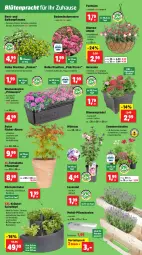 Gazetka promocyjna Thomas Philipps - Gazetka - ważna od 07.06 do 07.06.2025 - strona 3 - produkty: balkonpflanzen, basilikum, blume, blumen, Blumenampel, Blüte, Brei, cosmea, decke, eier, eis, Garten, geranie, geranien, kokos, Kraut, kräuter, küche, Küchen, lavendel, Leuchte, leuchten, LG, Lobelie, oreo, Palette, petersilie, petunie, petunien, pflanze, pflanzen, Pflanzkasten, Pflanztopf, reis, rosen, schnittlauch, stauden, Ti, topf, vita, vorteilspreis