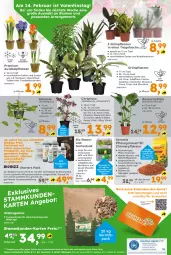 Gazetka promocyjna  - Gazetka - ważna od 08.02 do 08.02.2025 - strona 16 - produkty: angebot, auer, Bau, beutel, bio, blume, blumen, cin, cola, eis, elle, ente, Ficus, Garten, globus fachmärkte, Grünpflanzen, monster, Monstera, Narzissen, nerf, pflanze, pflanzen, rasen, reis, rel, sac, Tasche, Thea, Ti, topf, tragetasche, trauben, velvet, wasser, Wild, zwiebel