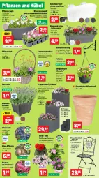 Gazetka promocyjna Thomas Philipps - Gazetka - ważna od 01.06 do 01.06.2024 - strona 8 - produkty: balkonpflanzen, Begonie, blume, blumen, cosmea, decke, eier, eis, frucht, geranie, geranien, Hängeampel, henkel, kiwi, korb, Kraut, lavendel, Lobelie, oreo, petunie, petunien, pflanze, pflanzen, Pflanztopf, rosen, rückenlehne, Schal, Schale, stauden, stuhl, Ti, topf, wandhalterung, wein