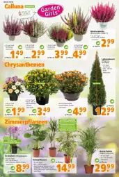 Gazetka promocyjna  - Prospekt für Globus Baumarkt  Achern - Gazetka - ważna od 08.10 do 08.10.2022 - strona 6 - produkty: Bau, Blüte, chrysanthemen, Container, Dekoschale, ente, Ficus, Grünpflanzen, Leuchte, leuchten, monster, Monstera, orchidee, orchideen, pflanze, pflanzen, phalaenopsis, SANTE, Schal, Schale, Thea, topf