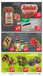 Gazetka promocyjna Marktkauf - Prospekt - Gazetka - ważna od 02.07 do 02.07.2022 - strona 11 - produkty: deka, eis, gurke, gurken, pflanze, pflanzen, pflaume, pflaumen, radieschen, reis, ring, rispentomaten, Schal, Schale, Ti, tomate, tomaten