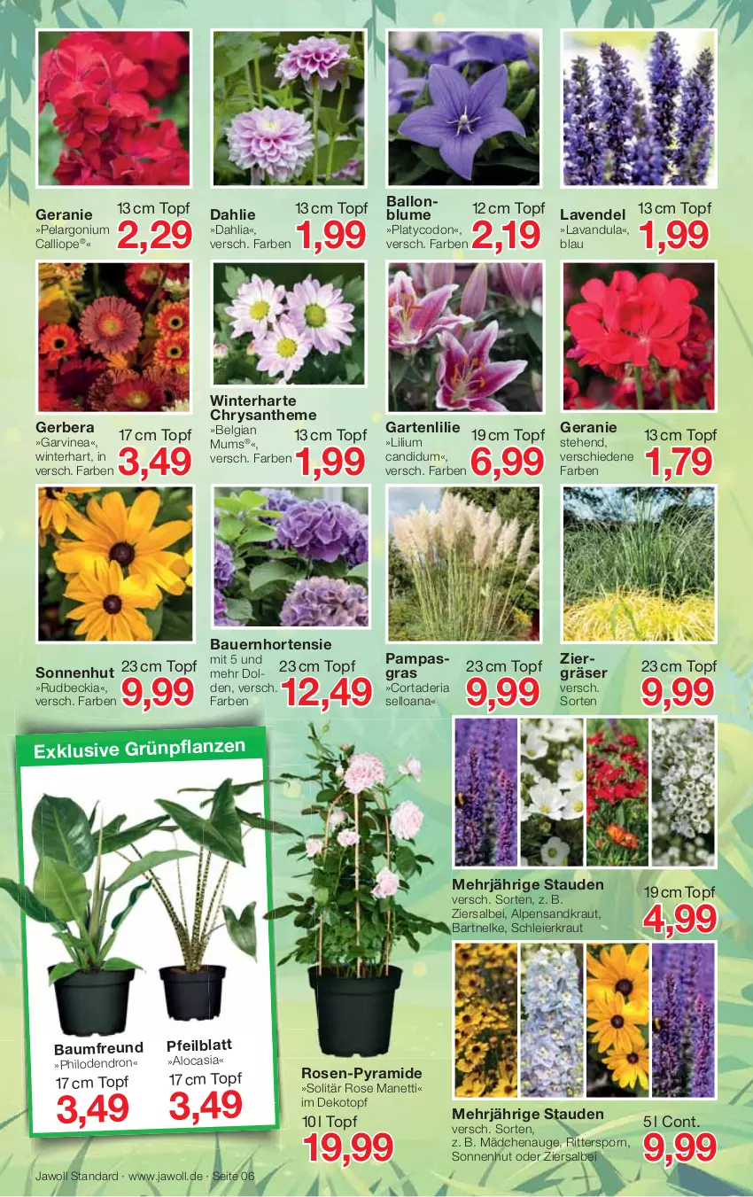 Aktueller Prospekt Jawoll - Prospekte - von 03.07 bis 09.07.2022 - strona 6 - produkty: auer, ball, Bau, Bauer, blume, dahlie, eier, Garten, geranie, Gerber, Grünpflanzen, hortensie, Kraut, lavendel, LG, ndk, Pelargonium, pflanze, pflanzen, Ria, ritter, rosen, stauden, Ti, topf