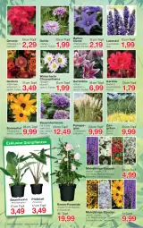 Gazetka promocyjna Jawoll - Prospekte - Gazetka - ważna od 09.07 do 09.07.2022 - strona 6 - produkty: auer, ball, Bau, Bauer, blume, dahlie, eier, Garten, geranie, Gerber, Grünpflanzen, hortensie, Kraut, lavendel, LG, ndk, Pelargonium, pflanze, pflanzen, Ria, ritter, rosen, stauden, Ti, topf