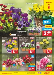 Gazetka promocyjna Netto Marken-Discount - Filial-Angebote - Gazetka - ważna od 25.03 do 25.03.2023 - strona 7 - produkty: angebot, beetpflanzen, bestpreis, chrysanthemen, eis, Pfingstrosen, pflanze, pflanzen, reis, rosen, Ti, topf, ZTE